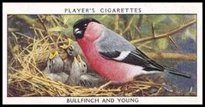 2 Bullfinch and Young